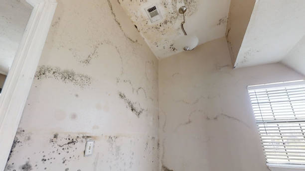 Best Crawl Space Mold Remediation  in Camp Wood, TX