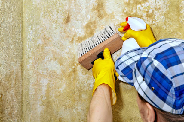 Best Real Estate Mold Inspection  in Camp Wood, TX