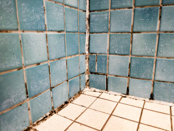 Best Water Damage & Mold Remediation  in Camp Wood, TX