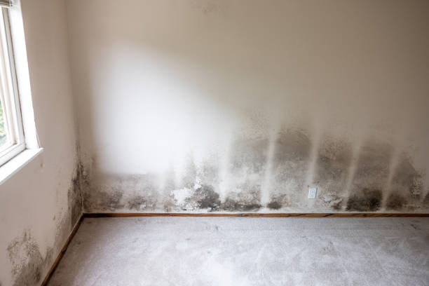 Best Biohazard Mold Removal  in Camp Wood, TX