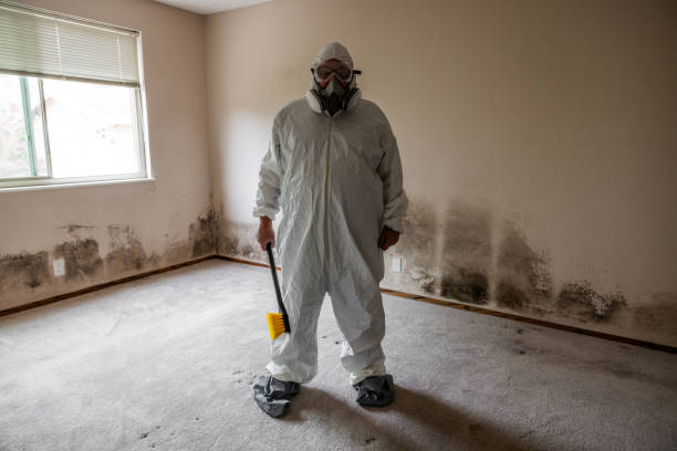 Best Black Mold Removal  in Camp Wood, TX