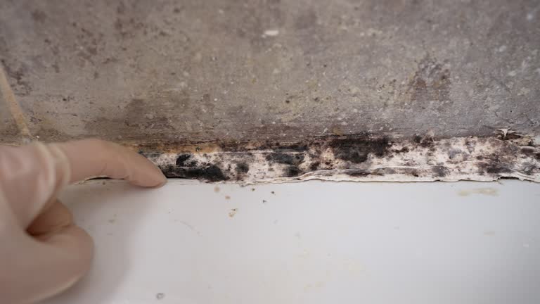Camp Wood, TX Mold Removal Company
