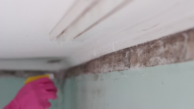 Best Attic Mold Removal  in Camp Wood, TX