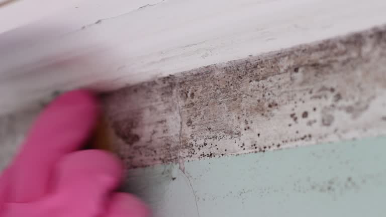 Best Post-Construction Mold Inspection  in Camp Wood, TX